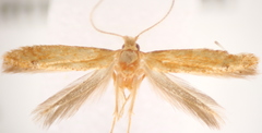 Tischeriidae