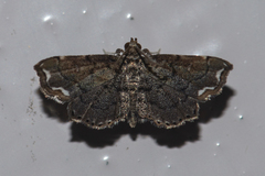 Neomusotima fuscolinealis