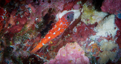 Naude's Dwarfgoby photo 2