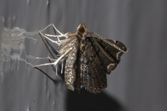 Neomusotima fuscolinealis