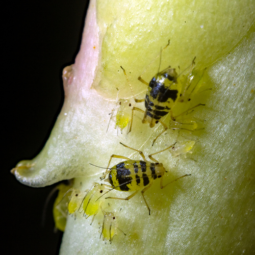 Blackberry aphid