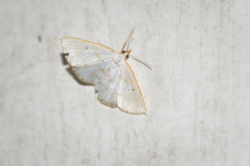 Eumeekia