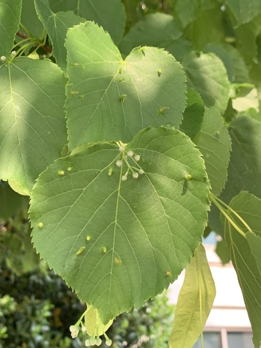 Red Nail Gall Mite photo 3