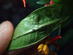 Asclepias curassavica