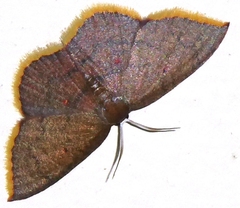 Pseudhyria rubra