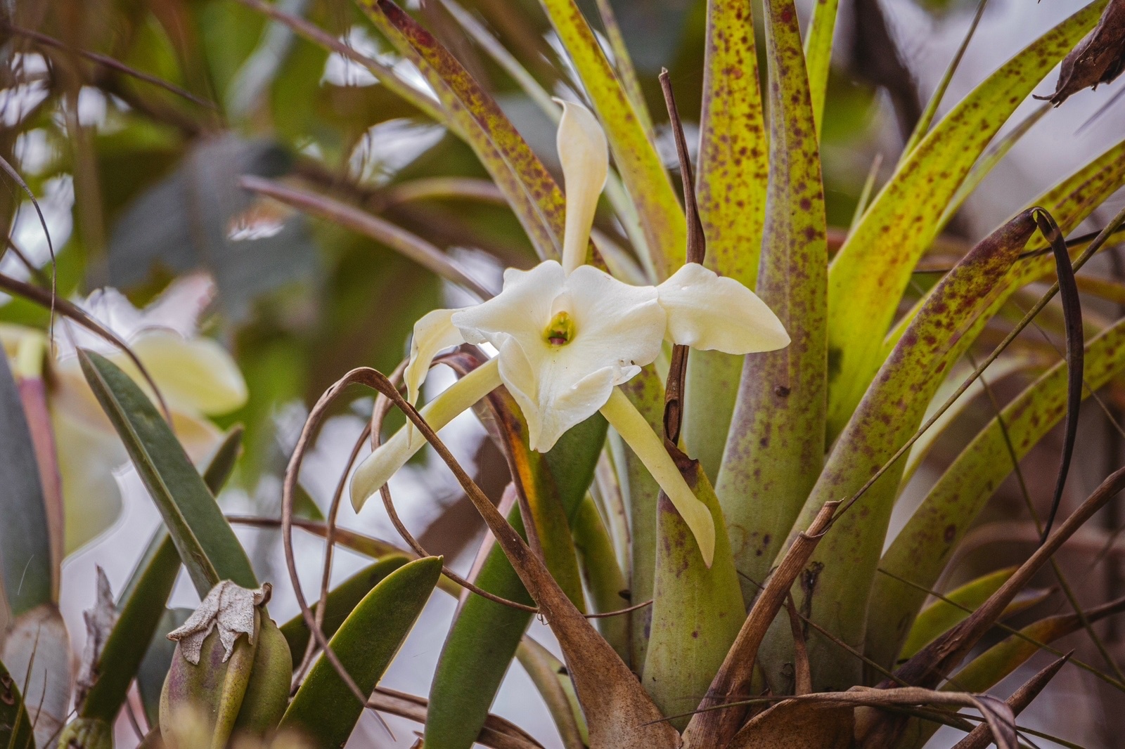 Brassavola glauca Lindl.