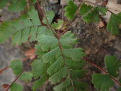 Adiantum malesianum