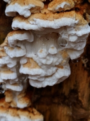 Neoantrodia serialis image
