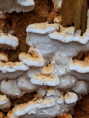 Neoantrodia serialis image
