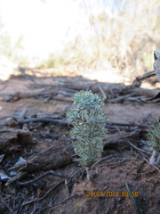 Eriospermum paradoxum