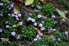 Impatiens walleriana