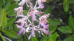 Myrmecophila exaltata