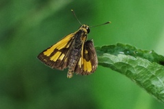 Ampittia dioscorides