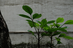 Impatiens walleriana