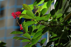 Impatiens walleriana