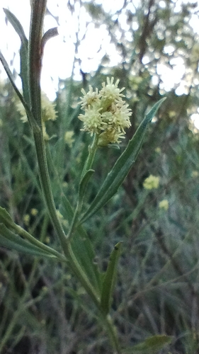 Baccharis spicata