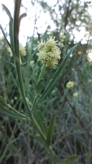 Baccharis spicata