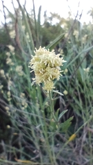 Baccharis spicata, photograph Luis Capeletti, CC0, iNaturalist via GBIF
