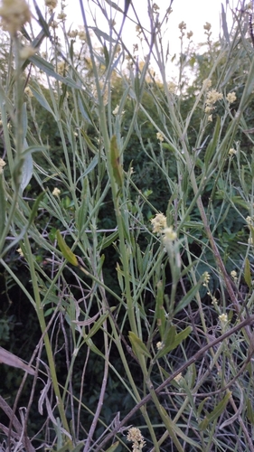 Baccharis spicata, photograph 2
