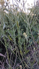 Baccharis spicata, photograph Luis Capeletti, CC0, iNaturalist via GBIF