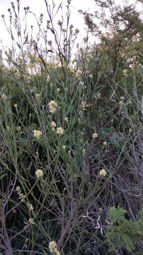 Baccharis spicata, photograph 3