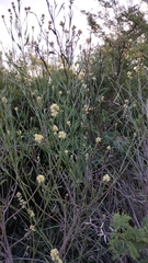 Baccharis spicata, photograph Luis Capeletti, CC0, iNaturalist via GBIF