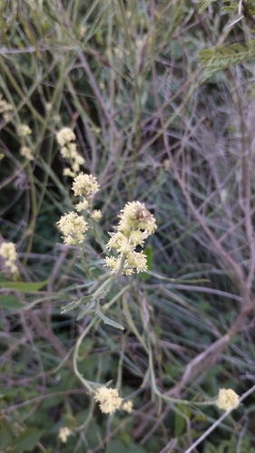 Baccharis spicata, photograph 4