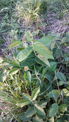 Baccharis spicata, photograph 5