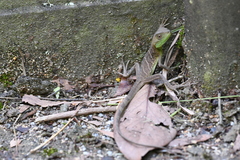 Physignathus cocincinus