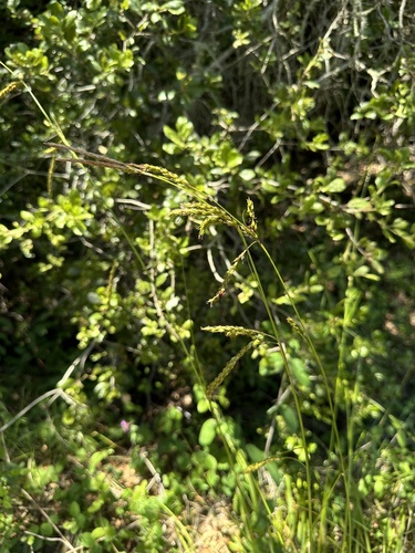 Image of Carex obispoensis by (c) Matt Berger, some rights reserved (CC BY)
