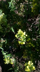 Calceolaria morisii