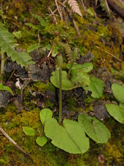 Corybas iridescens