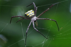 Argiope pulchella