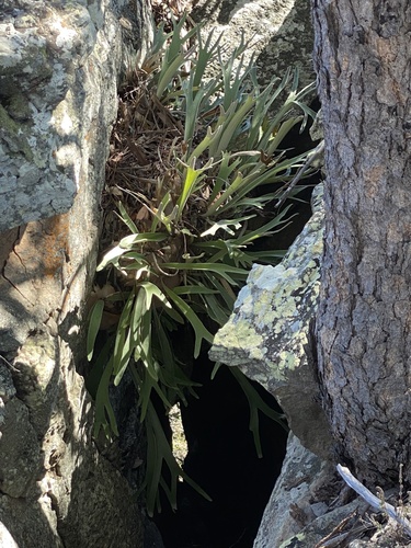 Platycerium veitchii, photograph 5