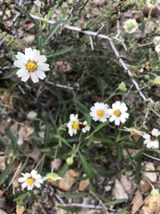 Melampodium cinereum