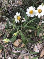 Melampodium cinereum