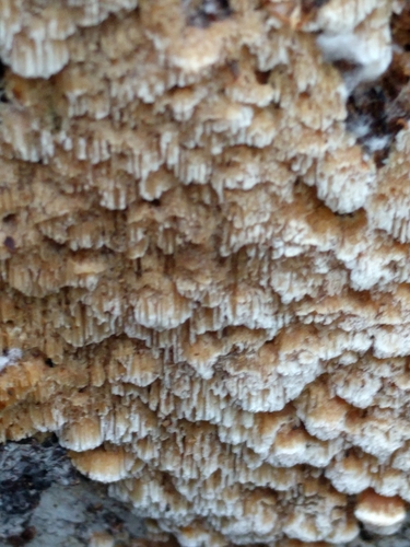 Antrodia heteromorpha image