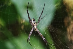 Argiope pulchella
