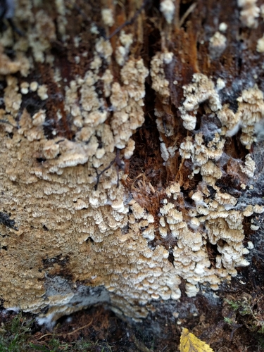 Antrodia heteromorpha image