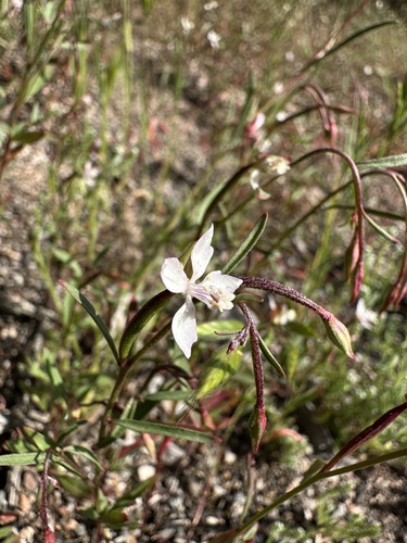 Image of Clarkia similis by (c) Matt Berger, some rights reserved (CC BY)