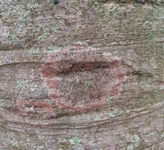 Fungi