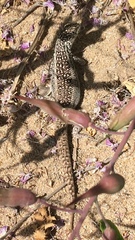 Liolaemus zapallarensis