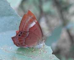 Abisara bifasciata