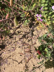 Liolaemus zapallarensis