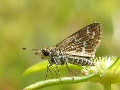 Taractrocera maevius