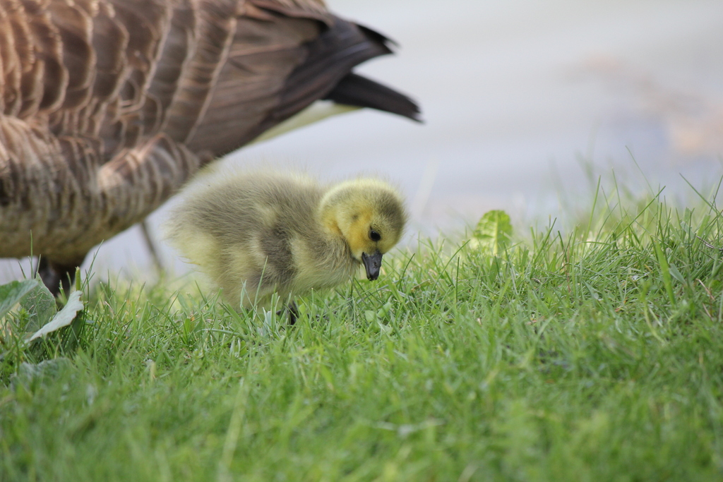 Canada Goose from Waterloo, ON, Canada on May 10, 2023 at 0324 PM by