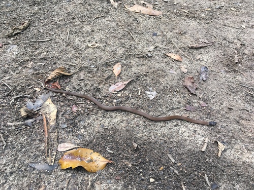 Photo of a Black-headed Snake (melanocephala) (Tantilla melanocephala)