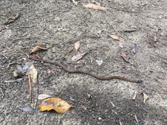 Tantilla melanocephala