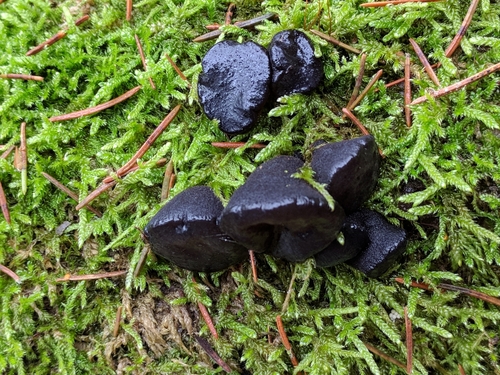 Black Witches' Butter