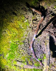 Atractus sanctaemartae